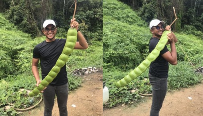 Viral penemuan petai raksasa, warganet beri komentar nyeleneh