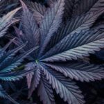 Deteksi ladang ganja, BRIN gunakan teknologi berbasis AI dan satelit
