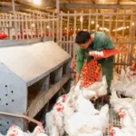 Saham PT Janu Putra Sejahtera Tbk (AYAM) Melonjak 22,5%, BEI Selidiki Unusual Market Activity