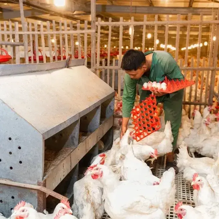 Saham PT Janu Putra Sejahtera Tbk (AYAM) Melonjak 22,5%, BEI Selidiki Unusual Market Activity