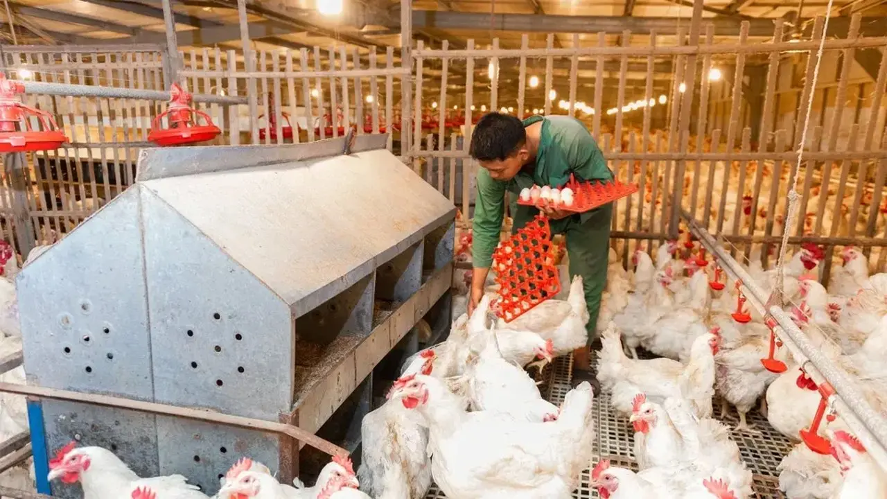 Saham PT Janu Putra Sejahtera Tbk (AYAM) Melonjak 22,5%, BEI Selidiki Unusual Market Activity