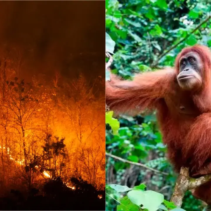 Kebakaran Hutan Kalimantan Meluas, Ancam Satwa dan Picu Kabut Asap Lintas Negara