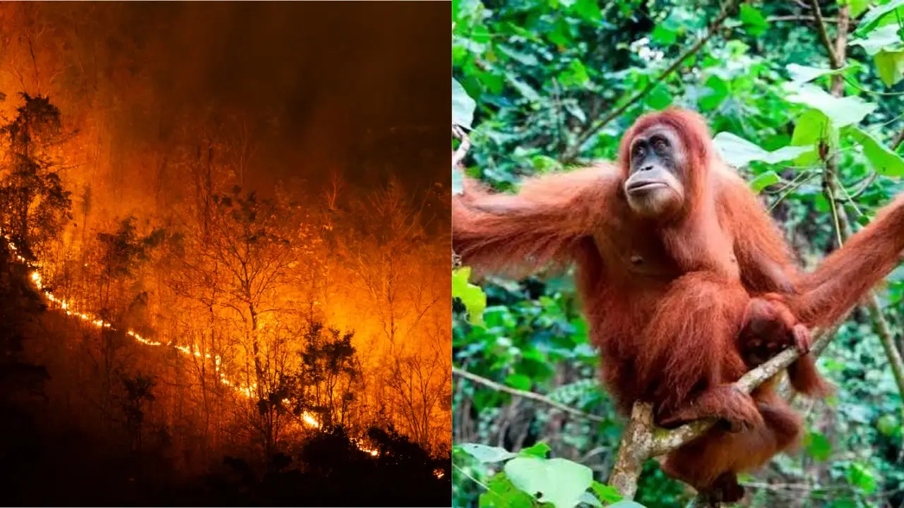 Kebakaran Hutan Kalimantan Meluas, Ancaman Satwa
