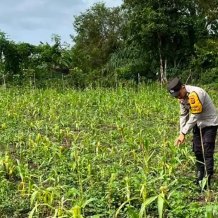 Akibat Kemarau Panjang, Petani Jagung di Ogan Komering Ilir Terancam Mengalami Gagal Panen