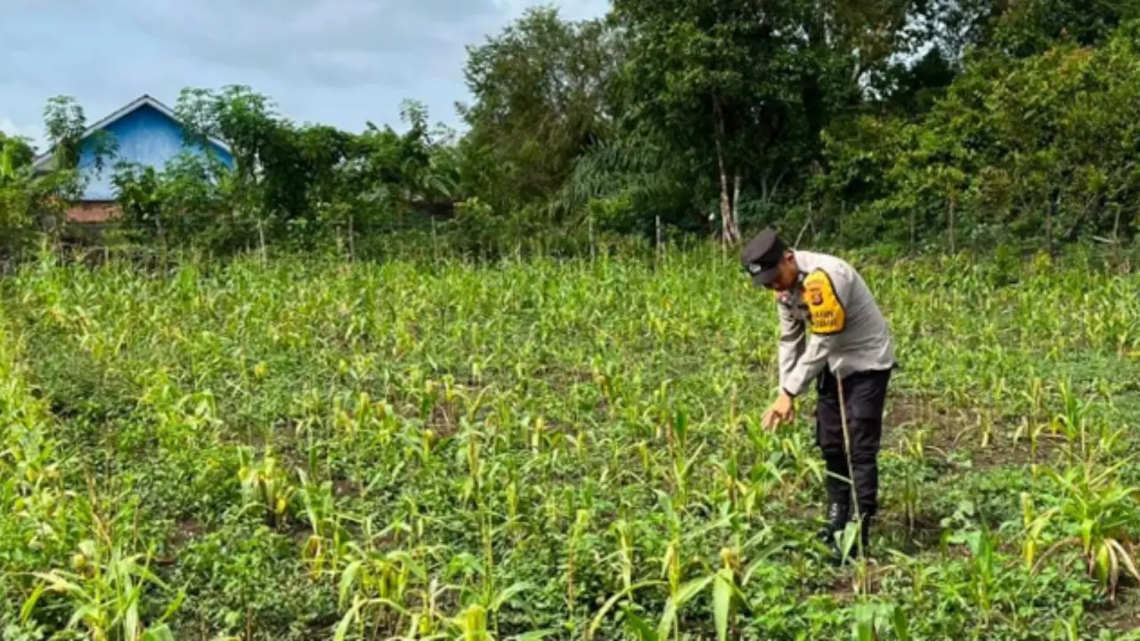 Akibat Kemarau Panjang Petani Jagung Di Ogan Komering Ilir Terancam Mengalami Gagal Panen