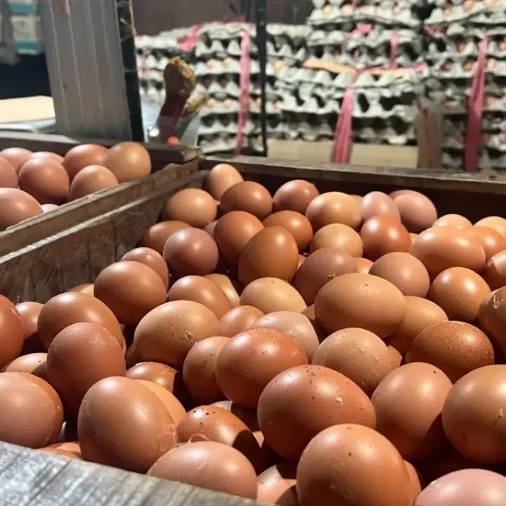 Harga Ayam, Telur dan Beras Naik Berbeda di Antarwilayah, Pemda Diminta Waspadai Tekanan Inflasi