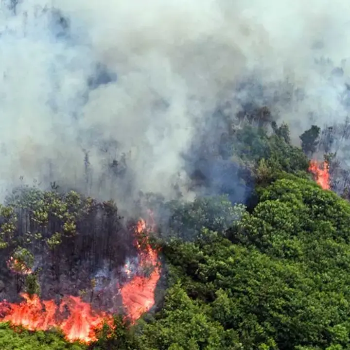 Hotspot Karhutla Nasional Naik Jadi 546 Titik, Kalimantan Tengah Melonjak Hingga 166 Titik