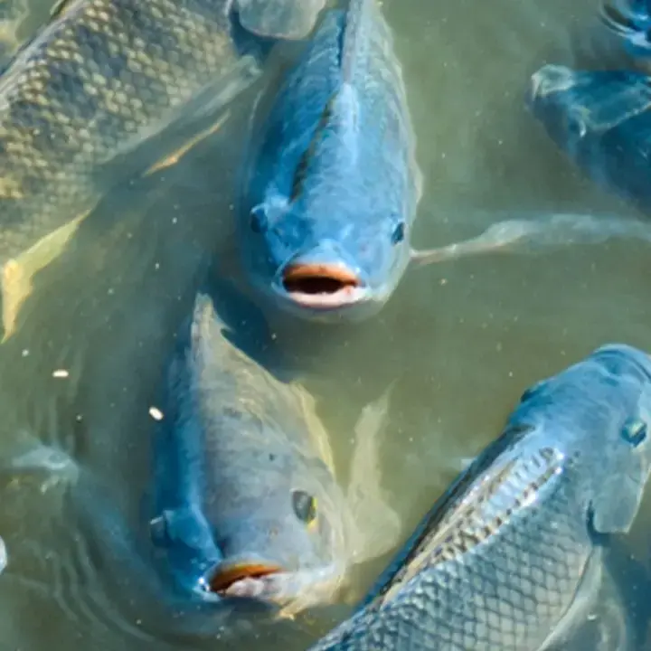 Mengenal Ikan Nila Dagu Hitam, Spesies Afrika Barat yang Kini Mengancam Ekosistem Perairan Thailand
