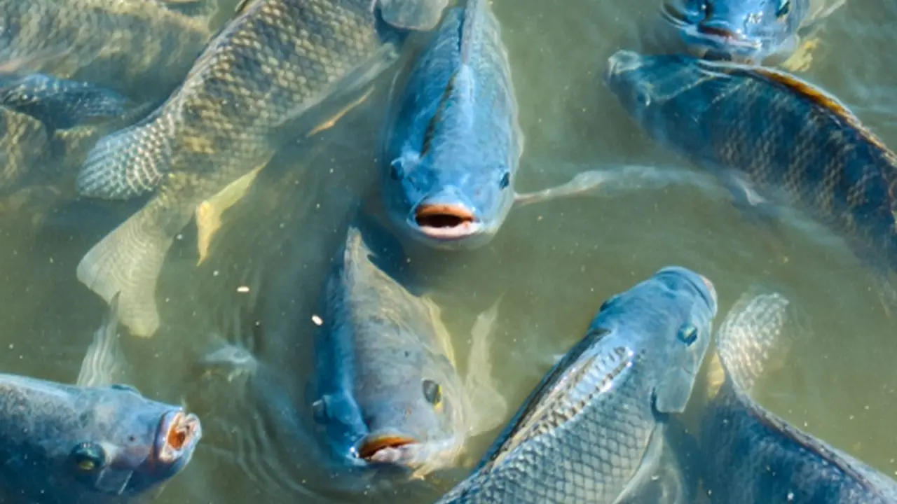 Mengenal Ikan Nila Dagu Hitam Spesies Afrika Barat Yang Kini Mengancam Ekosistem Perairan Thailand