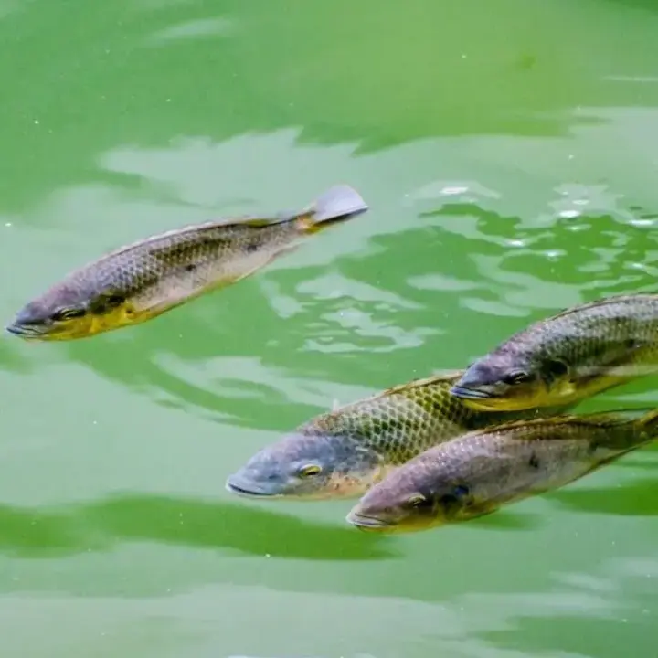 Pengadilan Thailand Perintahkan Pemberantasan Ikan Nila Dagu Hitam, Pemerintah Diminta Beri Kompensasi