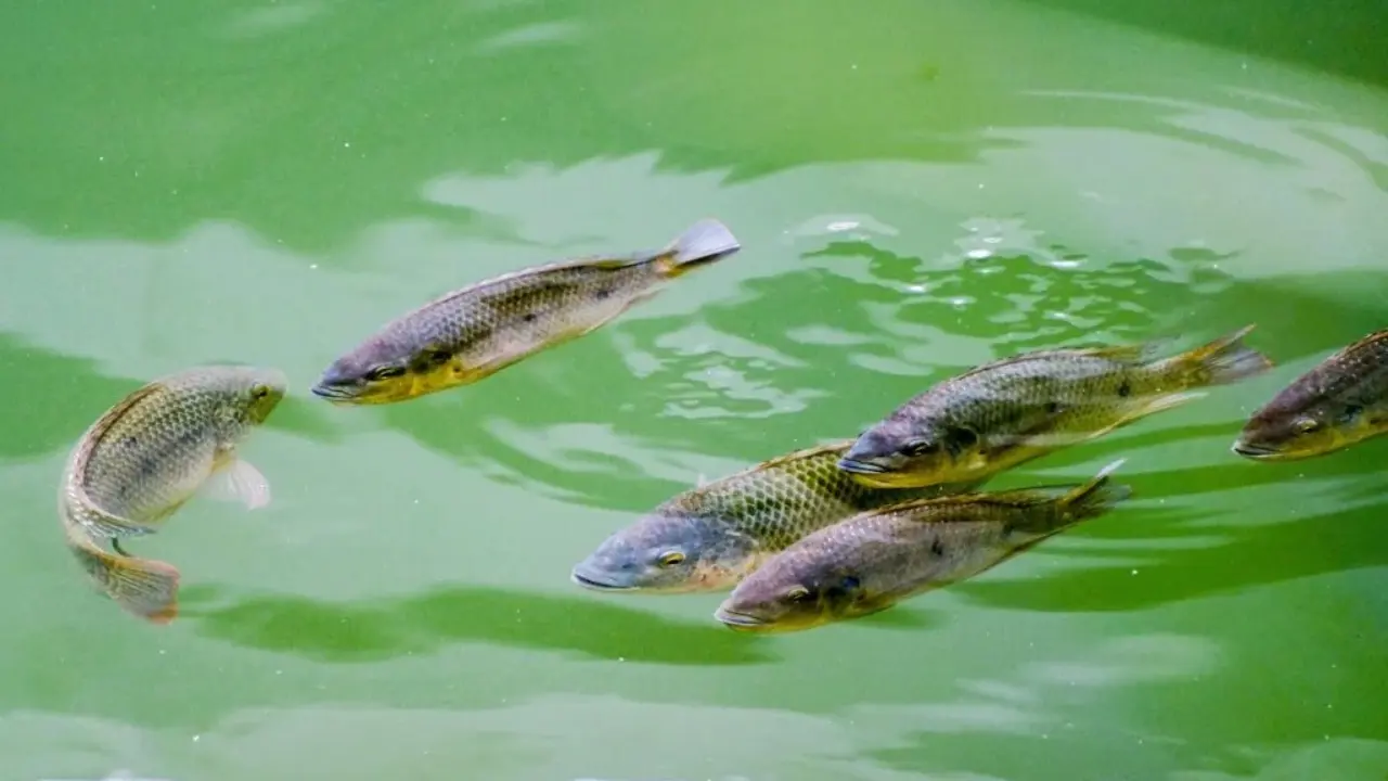 Pengadilan Thailand Perintahkan Pemberantasan Ikan Nila Dagu Hitam Pemerintah Diminta Beri Kompensasi
