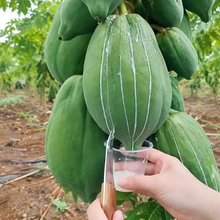 Cek Fakta: Benarkah Getah Pepaya Bisa Laku Rp18 Juta per 10 Gram?
