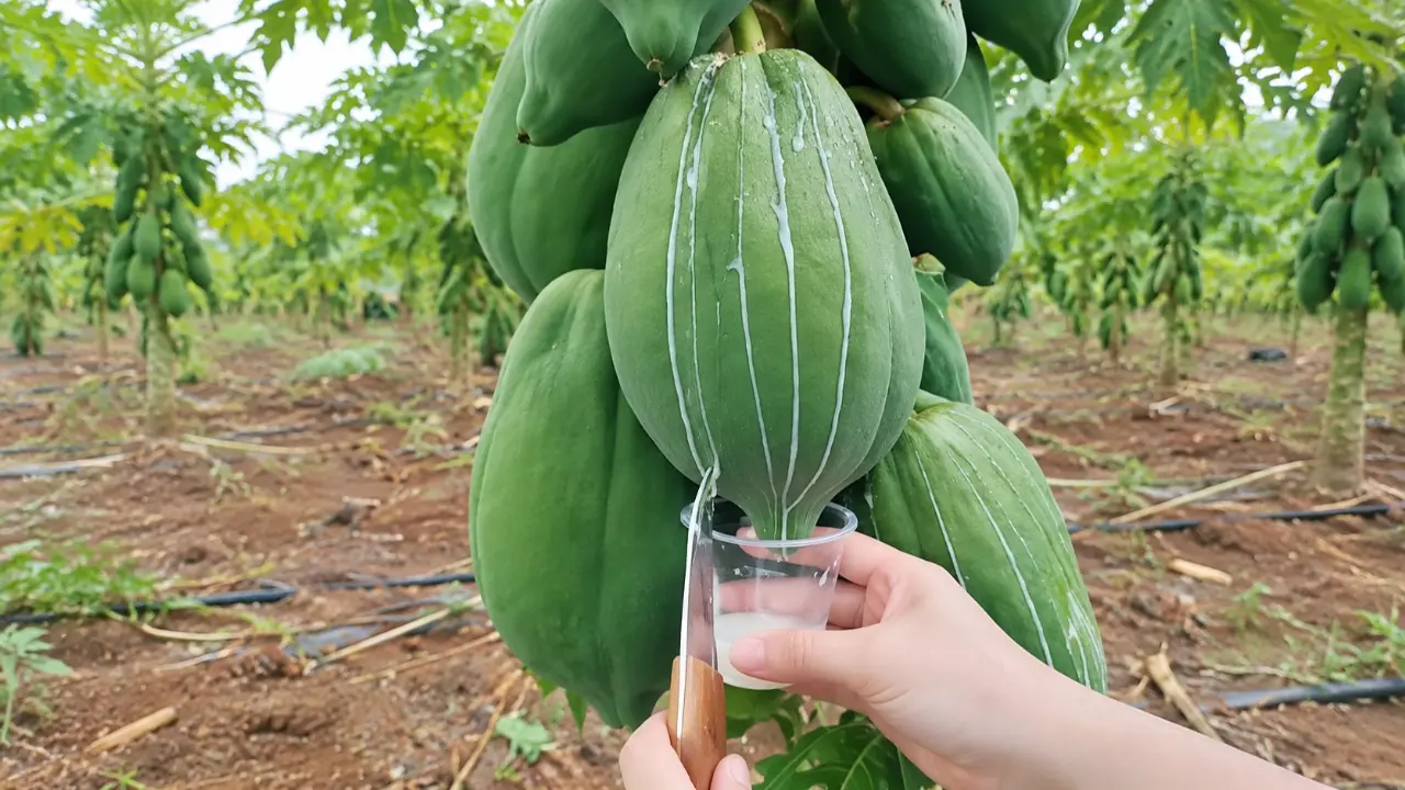 Getah Pepaya