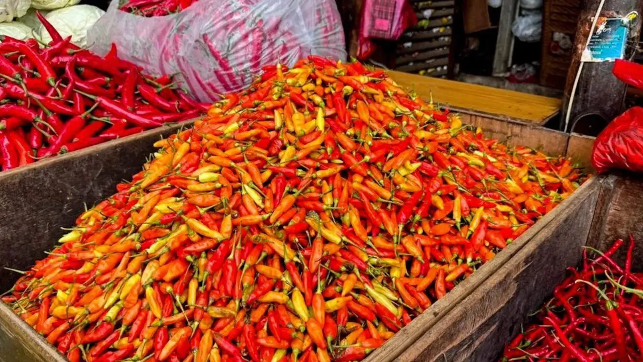 Harga Cabe Rawit Meroket