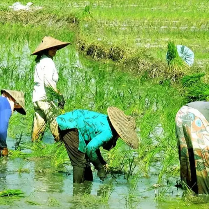 El Nino Diperkirakan Tekan Sektor Pangan pada Kuartal I-2027, Pemerintah Siapkan Benih dan Pompanisasi