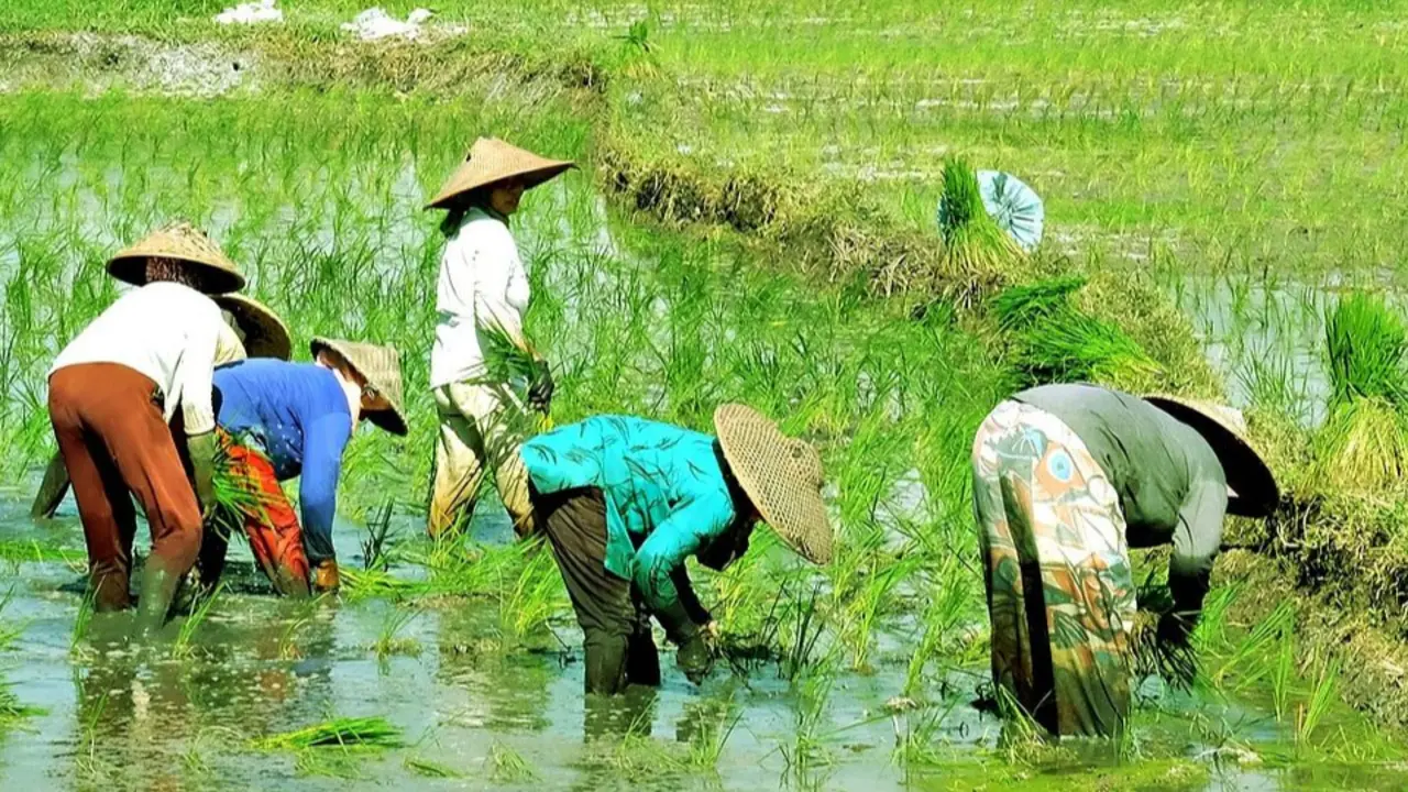 El Nino Diperkirakan Tekan Sektor Pangan pada Kuartal I-2027, Pemerintah Siapkan Benih dan Pompanisasi