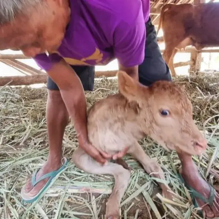 Ini Penampakan Pedhet Berkaki Dua di Imogiri Bantul, Lahir Tanpa Kaki Depan