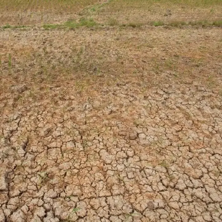 Ancaman Super El Nino Bikin Beras Langka dan Picu Krisis Pangan