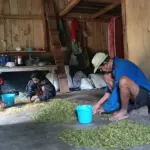 Ekonomi Flores Mulai Pulih Pascagempa, Warga Kembali Bertani Cengkeh