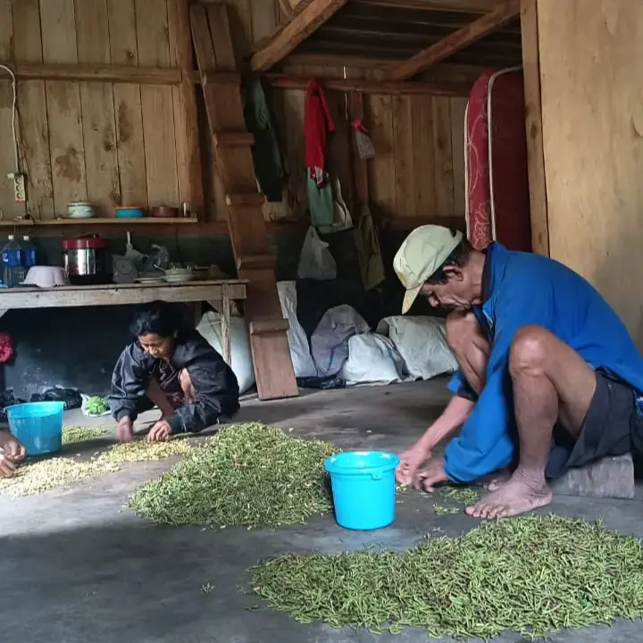 Ekonomi Flores Mulai Pulih Pascagempa, Warga Kembali Bertani Cengkeh