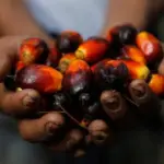 Harga CPO Malaysia Melonjak hingga 65 Ringgit per Ton, Ini Tiga Sentimen yang Menggerakkan Pasar Sawit Harga CPO Malaysia Melonjak hingga 65 Ringgit per Ton, Ini Tiga Sentimen yang Menggerakkan Pasar Sawit