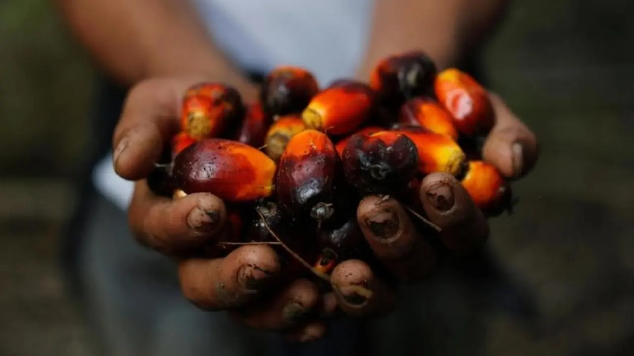 Harga CPO Malaysia Melonjak hingga 65 Ringgit per Ton, Ini Tiga Sentimen yang Menggerakkan Pasar Sawit Harga CPO Malaysia Melonjak hingga 65 Ringgit per Ton, Ini Tiga Sentimen yang Menggerakkan Pasar Sawit