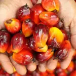 Harga CPO di Malaysia Melonjak ke Level Tertinggi, Kontrak November 2026 Naik 60 Ringgit