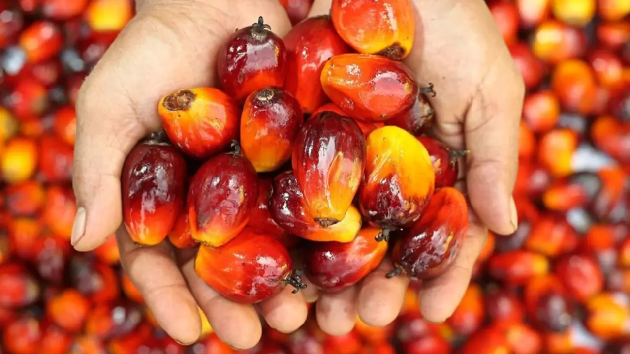 Harga CPO di Malaysia Melonjak ke Level Tertinggi, Kontrak November 2026 Naik 60 Ringgit Harga CPO di Malaysia Melonjak ke Level Tertinggi, Kontrak November 2026 Naik 60 Ringgit