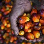 Tarif Nol Persen Sawit RI ke Uni Eropa Terancam, Kepatuhan EUDR Jadi Tantangan Bagi Petani Indonesia