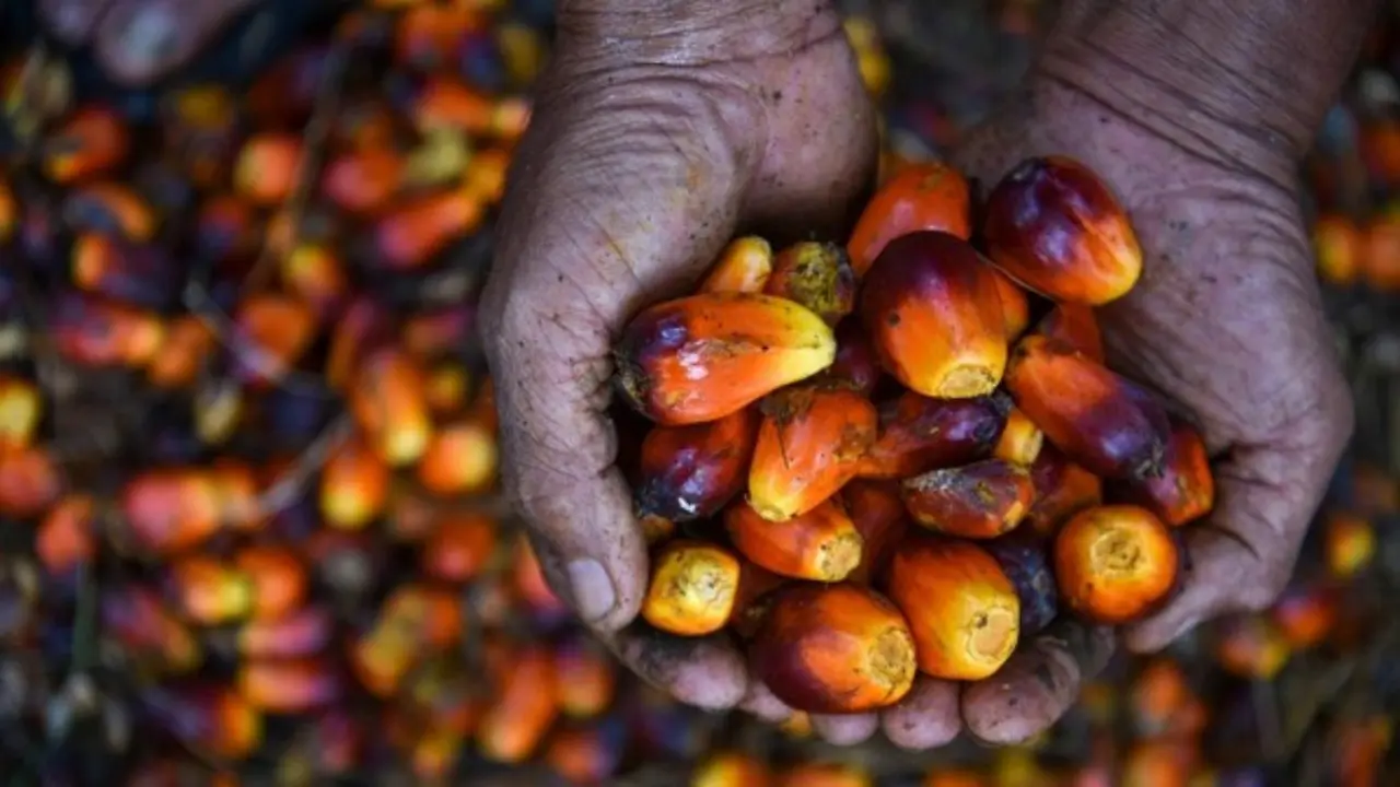 Tarif Nol Persen Sawit RI ke Uni Eropa Terancam, Kepatuhan EUDR Jadi Tantangan Bagi Petani Indonesia Tarif Nol Persen Sawit RI ke Uni Eropa Terancam, Kepatuhan EUDR Jadi Tantangan Bagi Petani Indonesia