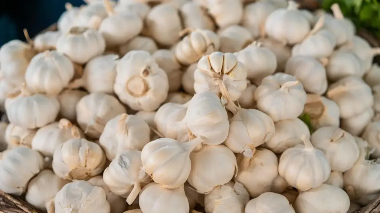 Bawang Putih